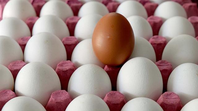 Salgın alarmı verildi: Yumurta 95 kişiyi zehirledi! O bölgede alarm verildi… 
