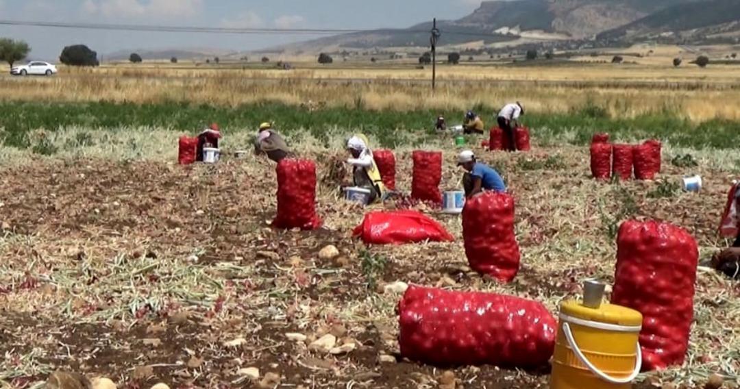 Kilosunu 3 liradan almak istediler çareyi böyle buldu!  Sofraların vazgeçilmezi  En büyük özelliği...  2