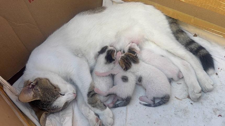 Durakta doğum yapan kedi ve yavrularına taksiciler sahip çıktı