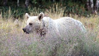 Nemrut Krater Gölü ve Kalderası, 15 gün ziyarete kapatıldı