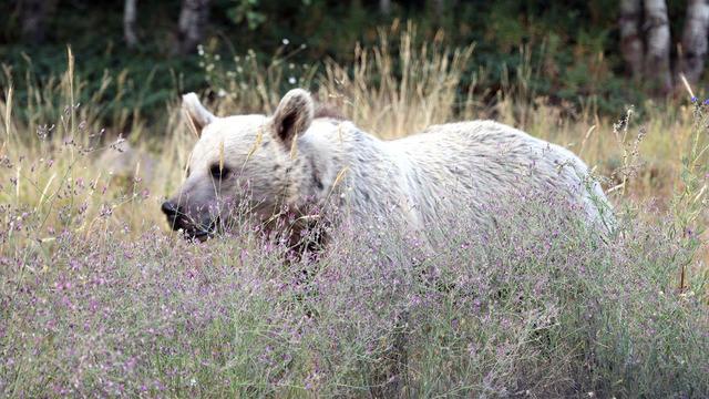 Nemrut Krater Gölü ve Kalderası, 15 gün ziyarete kapatıldı