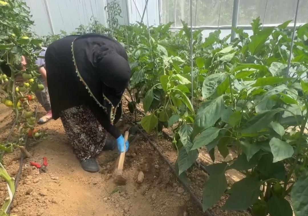  İnternette görüyorduk, herkese tavsiye ederim  Eşi emekli olunca memlekette kurdu 3