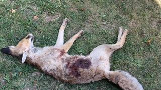 Av bölgesi olmayan mahallede tüfekle tilki vurulduğu iddiası