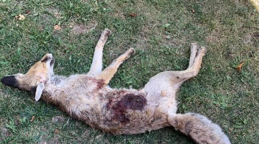 Av bölgesi olmayan mahallede tüfekle tilki vurulduğu iddiası