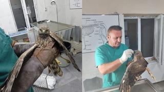 Hakkari’de tedavi edilen şahin tekrar doğaya bırakıldı