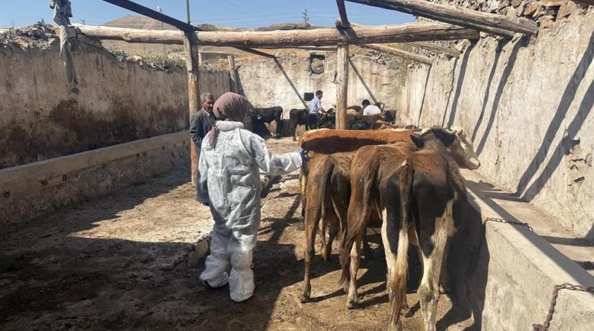 Ağrı'da şap hastalığına karşı aşılama çalışmaları sürüyor