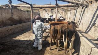 Ağrı'da şap hastalığına karşı aşılama çalışmaları sürüyor