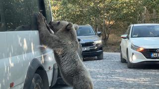 Nemrut Kalderası'na giden ziyaretçiler tehlikeye aldırış etmeden bozayıları besledi