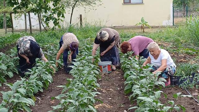 Uzmandan hasat dönemi uyarısı: Yanlış çalışma hastanelik ediyor Çiftçilere önemli uyarılar...