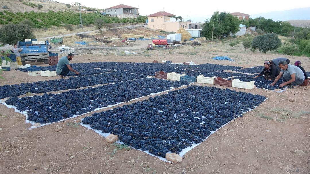 Bu işte sabır şart! 48 saat bekletiyorlar, kilosu 500 TL 3