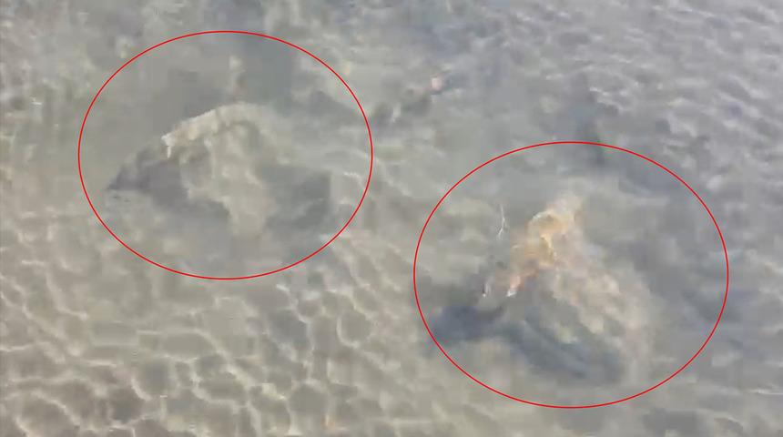 Yer: Bursa! Serinlemek için girdiği suda tarihi eser buldu... Güvenlik önlemleri alınıp inceleme başlatıldı