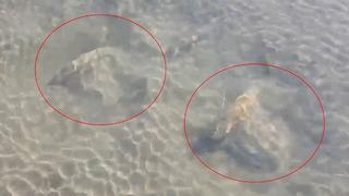 Yer: Bursa! Serinlemek için girdiği suda tarihi eser buldu... Güvenlik önlemleri alınıp inceleme başlatıldı