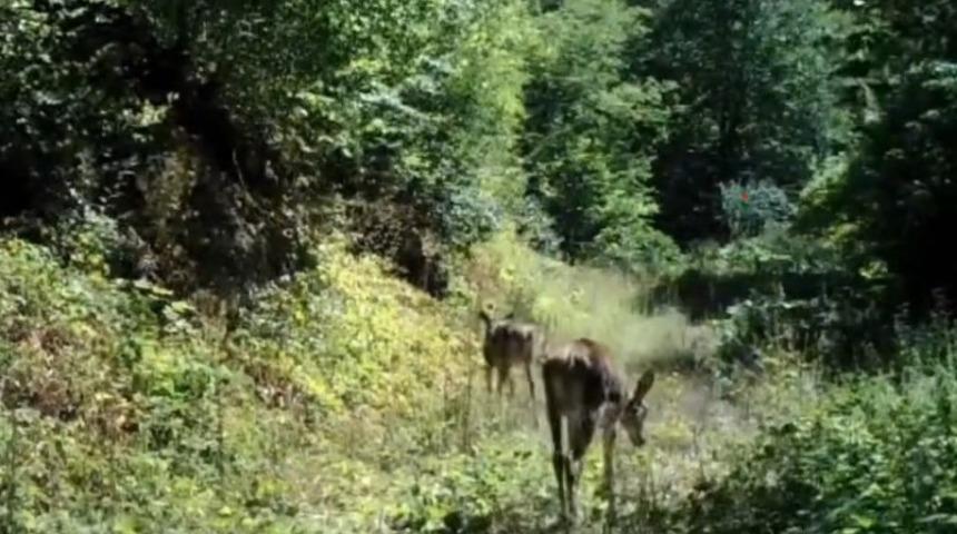 Bolu’da nadir görülen kızıl geyikler görüntülendi