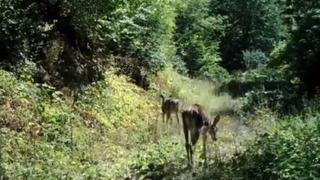 Çok nadir görülüyorlar! Bolu'da ortaya çıktılar: Kızıl geyikler seyir zevki verdi