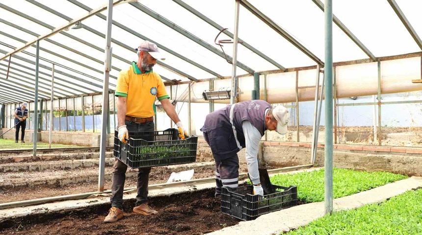 Diyarbakır’da Çin karanfili üretimine başlandı