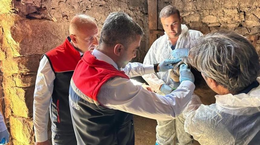 ŞAP hastalığına karşı aşılama sürüyor