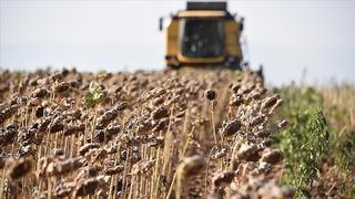 KARADENİZBİRLİK ayçiçeği ön alım fiyatını açıkladı