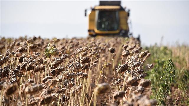 KARADENİZBİRLİK ayçiçeği ön alım fiyatını açıkladı