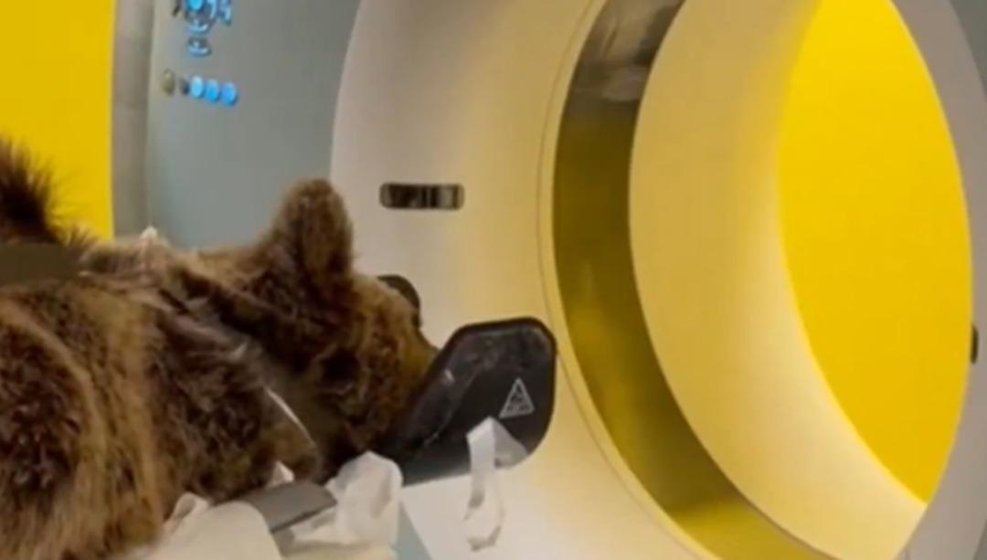 Yediği meyveler dokunmuş! Rahatsızlanan ayının MR ını çektiler! O anlar gündem oldu 1