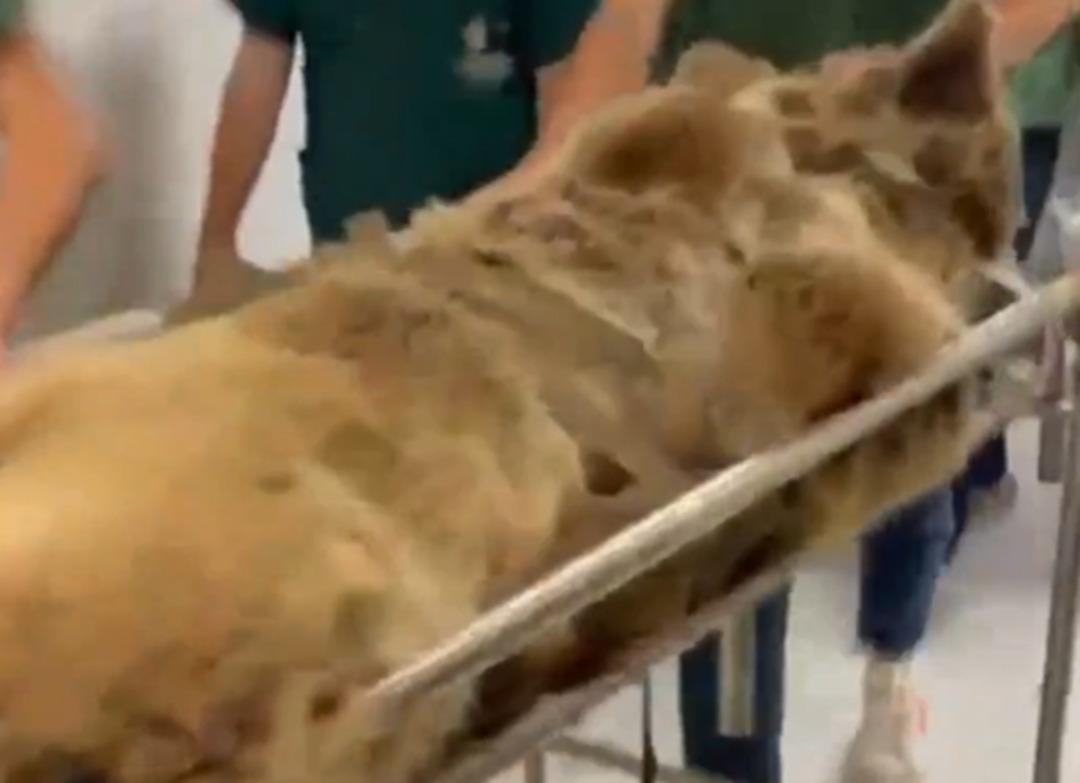 Yediği meyveler dokunmuş! Rahatsızlanan ayının MR ını çektiler! O anlar gündem oldu 2