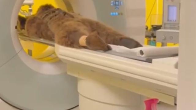 Yediği meyveler dokunmuş! Rahatsızlanan ayının MR'ını çektiler! O anlar gündem oldu