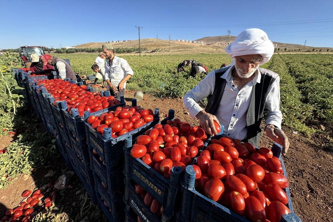 Her yıl farklı illerde kiralayıp yapıyorlar!  Kazancımız bu şekilde giderse yine geliriz  Talep yüksek 4