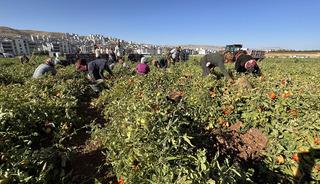 Her yıl farklı illerde kiralayıp yapıyorlar! 'Kazancımız bu şekilde giderse yine geliriz'