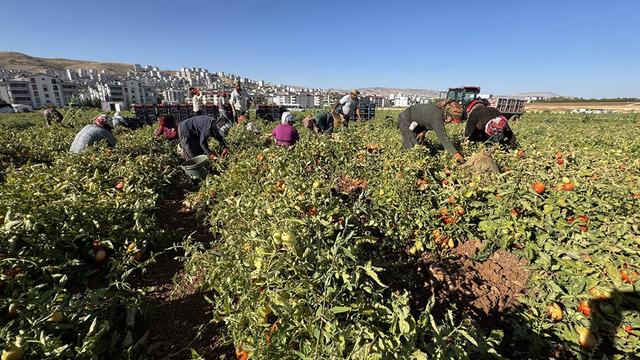 Her yıl farklı illerde kiralayıp yapıyorlar! 'Kazancımız bu şekilde giderse yine geliriz' Talep yüksek