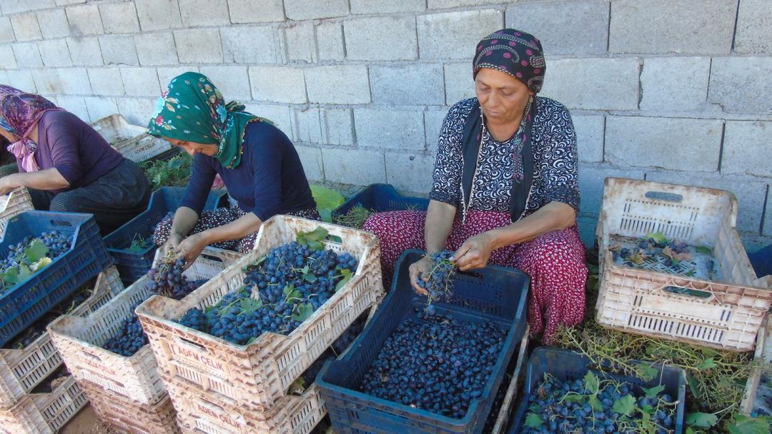 400 ton  piyasaya sürülecek! Bakanlık onaylıyor, 15 mahallede üretiliyor 1