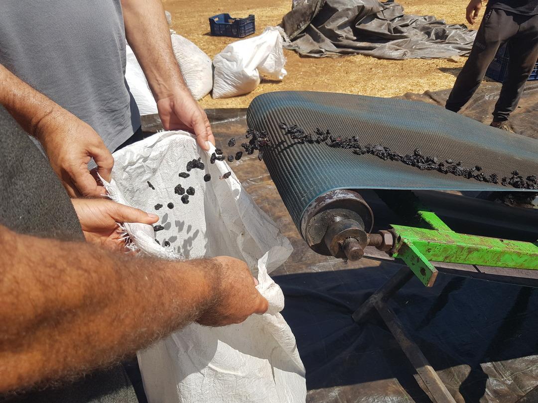 400 ton  piyasaya sürülecek! Bakanlık onaylıyor, 15 mahallede üretiliyor 3