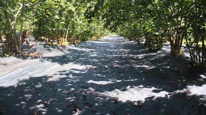 Fındık hasadında file ile yevmiye masrafı azaldı