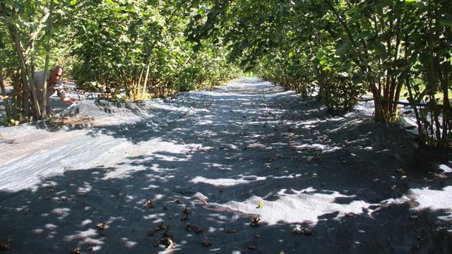 Fındık hasadında file ile yevmiye masrafı azaldı