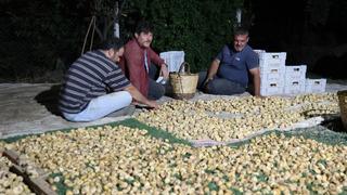 Binlerce ailenin geçim kaynağı! En yoğun günler... Uyuyacak zaman bile bulamıyorlar