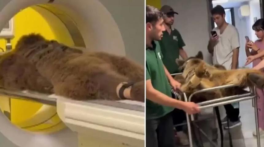 Mide rahatsızlığı nedeniyle tomografi cihazına girmişti! İşte Ayı Okan'ın son hali...