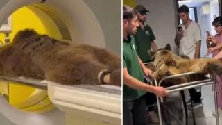 Mide rahatsızlığı nedeniyle tomografi cihazına girmişti! İşte Ayı Okan'ın son hali...