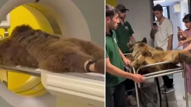 Mide rahatsızlığı nedeniyle tomografi cihazına girmişti! İşte Ayı Okan'ın son hali...