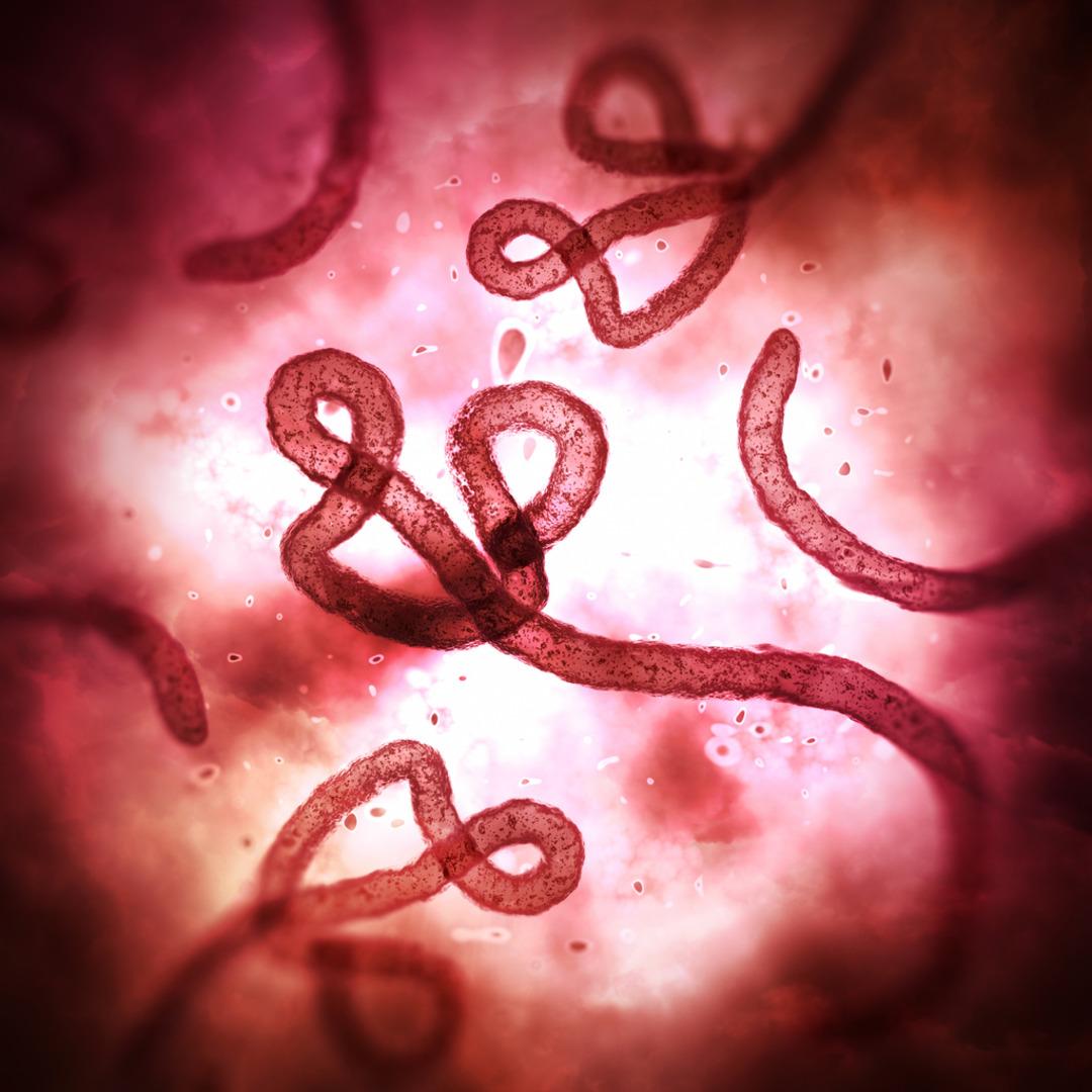 Doença horrível: literalmente apodrecendo por dentro! Vírus semelhante ao ebola mata 8 pessoas