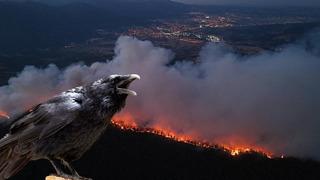 Karabük'te yangın kontrol altında! Çıkış nedeniyle ilgili çarpıcı karga iddiası