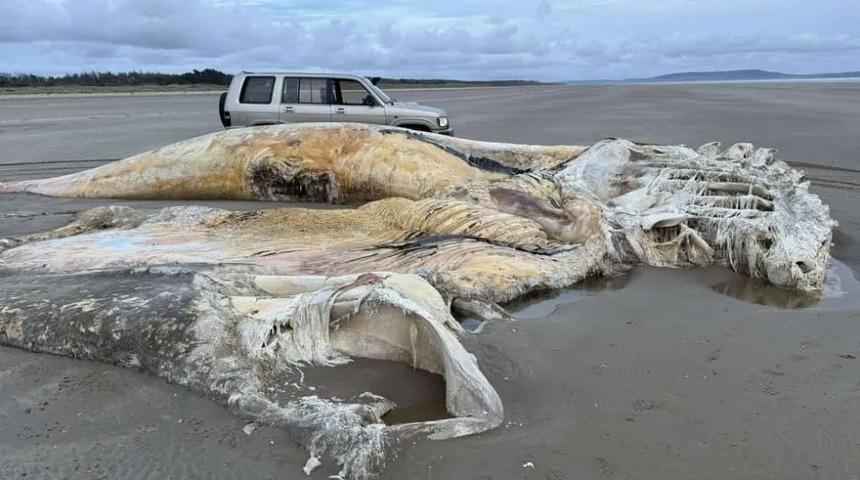 Sahilde görüldü, kimse ne olduğunu çözemedi! Devasa yaratık merak edildi