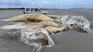 Sahilde görüldü, kimse ne olduğunu çözemedi! Devasa yaratık merak edildi