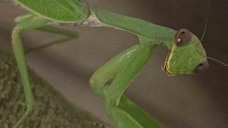 Çiftçi dostu: Peygamberdevesi