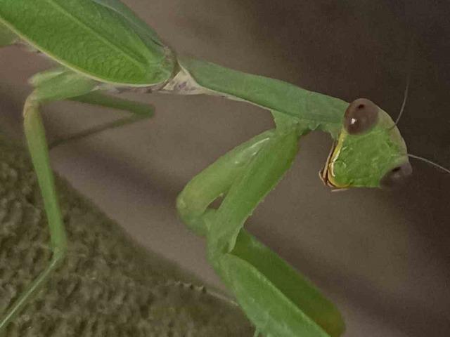 Çiftçi dostu: Peygamberdevesi