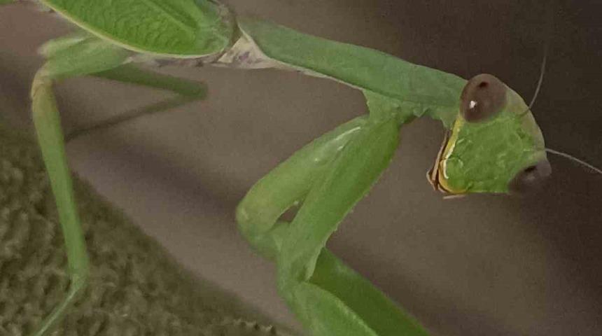 Çiftçi dostu: Peygamberdevesi