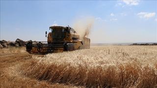 TMO, ürün bedeli olarak yaklaşık 5,2 milyar lirayı üreticilerin hesaplarına yatırdı