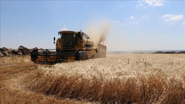 TMO, ürün bedeli olarak yaklaşık 5,2 milyar lirayı üreticilerin hesaplarına yatırdı
