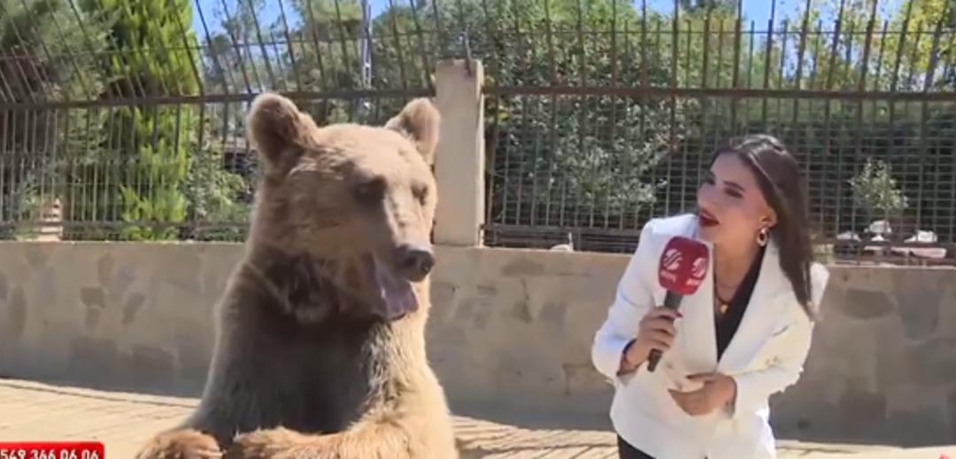 Yemekten komaya giren ayıyla röportaj yaptı! Kaçış anıyla herkesi güldürdü 2