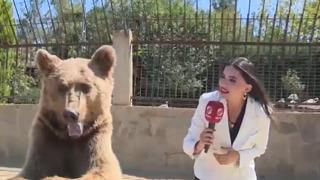 Yemekten komaya giren ayıyla röportaj yaptı! Kaçış anıyla herkesi güldürdü