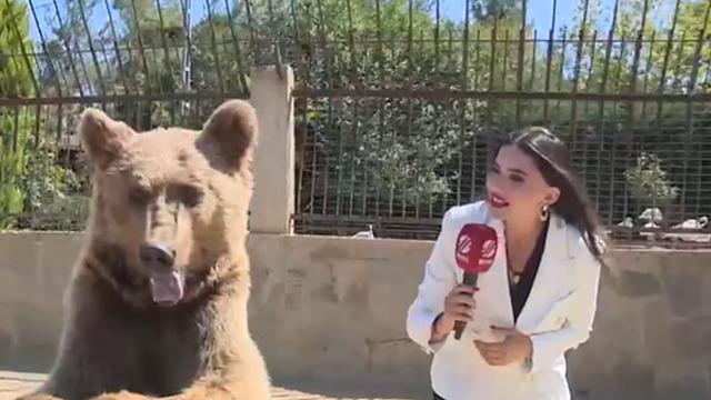 Yemekten komaya giren ayıyla röportaj yaptı! Kaçış anıyla herkesi güldürdü