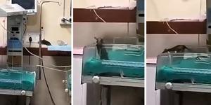 Hastaneyi fareler bastı, iki bebek hayatını kaybetti!