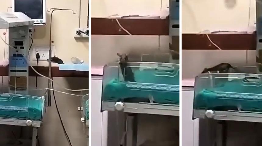 Hastanede korkunç olay! Farelerin bastığı yenidoğan ünitesindeki iki bebek hayatını kaybetti